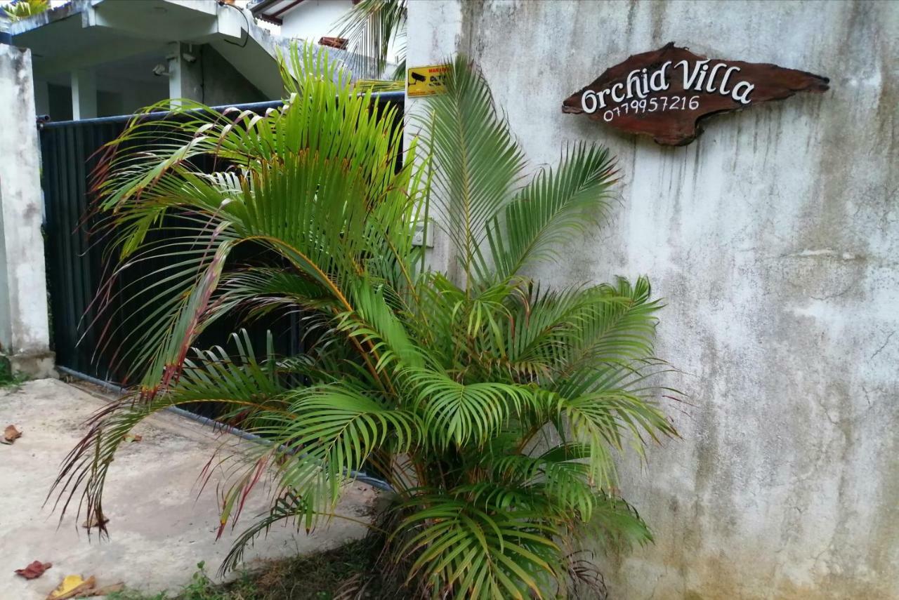 Orchid Villa #10 ヒッカドゥワ エクステリア 写真
